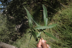 Morinda pubescens var. stenophylla